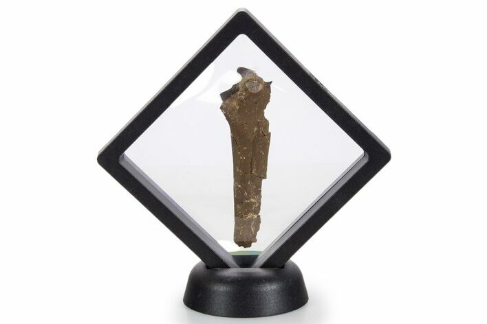 Fossil Dromaeosaurid Theropod Chevron - South Dakota #340091